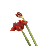 Amaryllis