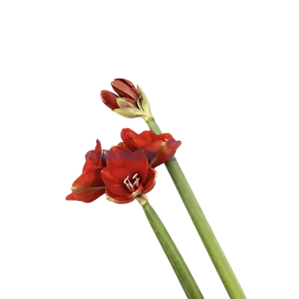 Amaryllis