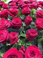 Rosen-Kranz voll