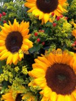 Sonnenblumen Kranz 2/3